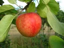 Apfel "Cox Orange" Halbstamm, im 10L-Container