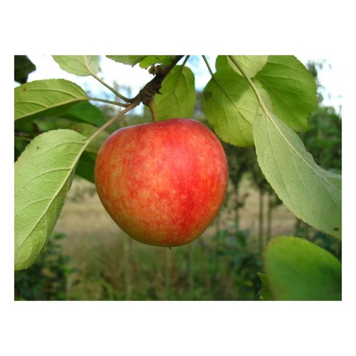 "Apfel "Cox Orange" Halbstamm, im 10L-Container image"