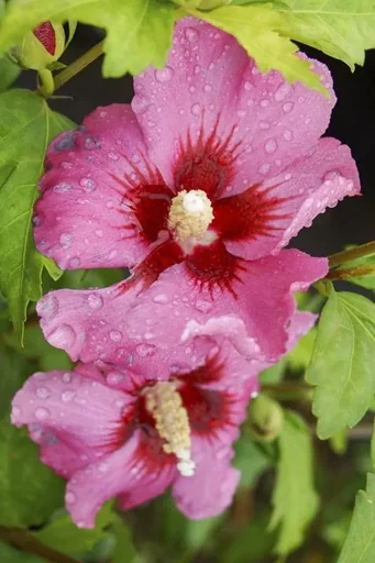 "Garteneibisch Woodbridge - Hibiscus syriacus - 7.5 L Topf 70-80 cm image"