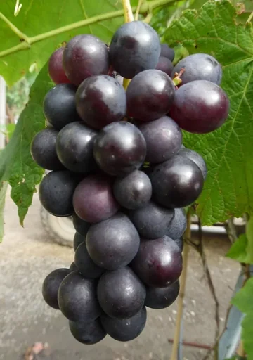 Weinrebe "Venus"