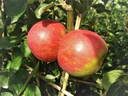Apfel "Roter Boskoop" Busch, im 10L-Container