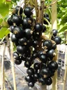Johannisbeere schwarz "Ben Lomond" Busch, im 3,5L-Container