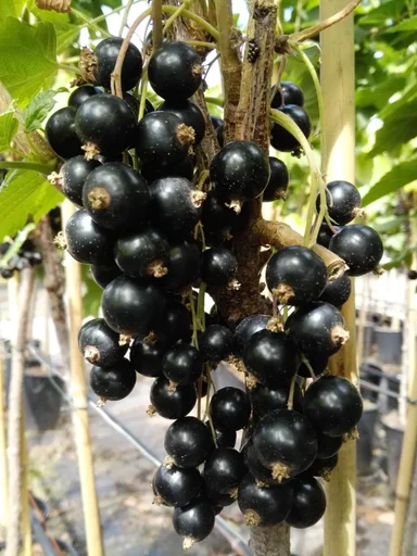 "Johannisbeere schwarz "Ben Lomond" Busch, im 3,5L-Container image"