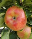 Säulenapfel "Rhapsodie", 7,5L-Container, aromatisch und saftig