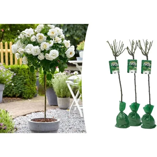 "Flower-up Standard Rosen XXL Weiß - 120-140 Cm - 3 Stück image"
