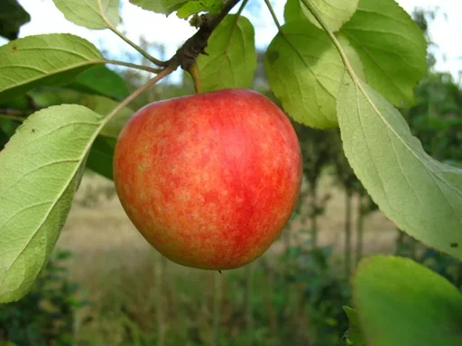 "Apfel "Cox Orange" Spindelbusch, im 5L-Container image"