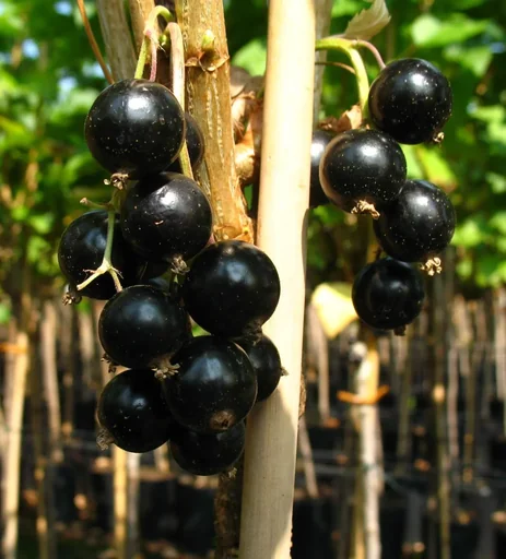Johannisbeere schwarz Black Gigant Hochstamm