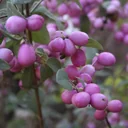 Schneebeere, Symphoricarpos door. "Magical Candy'", 4,6 Liter Topf, 50-60 cm hoch, 3er-Set