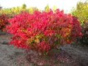 Flügelspindelstrauch Compactus - Euonymus alatus - 12 L Topf 60-70 cm