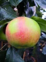 Apfel "Jakob Lebel" Halbstamm, im 10L-Container