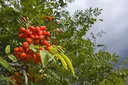 Gewöhnliche Eberesche Sorbus aucuparia - 7.5 L Topf 80-100 cm