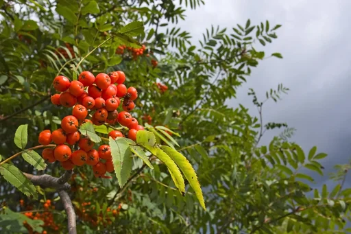 "Gewöhnliche Eberesche Sorbus aucuparia - 7.5 L Topf 80-100 cm image"