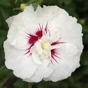 Garteneibisch French Point - Hibiscus syriacus - 12 L Topf 80-100 cm