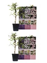 Flower-up 6er Set Clematis 30-40 cm
