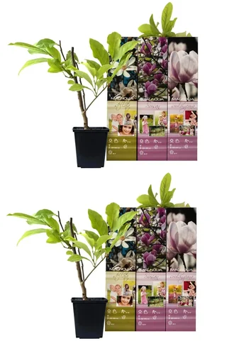 Magnolie 6er Set