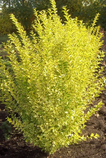 "Goldliguster Ligustrum ovalifolium Aureum - 12 L Topf 100-125 cm image"