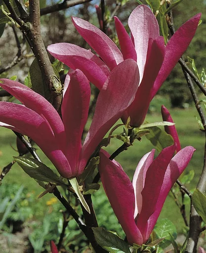 "Purpur-Magnolie Susan - 5 L Topf 60-80 cm image"