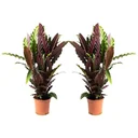 Aufblühende Pfauenpflanze - Calathea Rufibarba - Groß - 50-60Cm - 2 Stück
