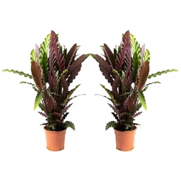 Aufblühende Pfauenpflanze - Calathea Rufibarba - Groß - 50-60Cm - 2 Stück