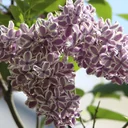 Edelflieder Sensation - Syringa vulg. - 12 L Topf 80-100 cm