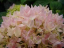 Hortensie "Endless Summer", rosa, 5 Liter Topf