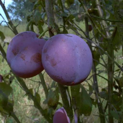"Pflaume "Bühler Frühzwetsche" Busch, im 10L-Container, süß, saftig image"