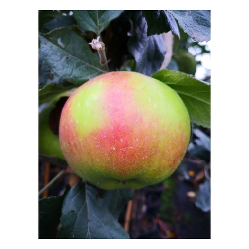 "Apfel "Jakob Lebel" Busch im 5L-Container image"