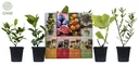 Flower-up Set mit 4 mediterranen Pflanzen 25 - 40 cm