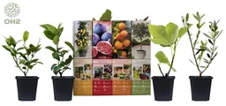 Flower-up Set mit 4 mediterranen Pflanzen 25 - 40 cm