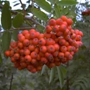 Essbare-Mährische Eberesche "Edulis", 7,5L-Container