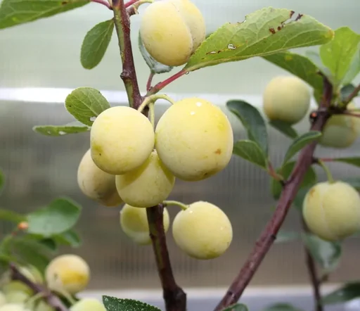 Mirabelle 'Nancy Mirabelle' Busch