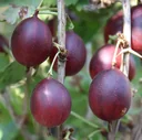 Stachelbeere rot "Captivator" Busch, im 5L-Container