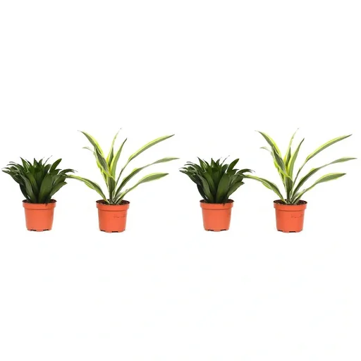 "Blühender Drachenbaum - Dracaena - 4 Stück - 25 -35 Cm (2x Dracaena 'Lemon Lime' & 2x Dracaena 'Compacta') image"