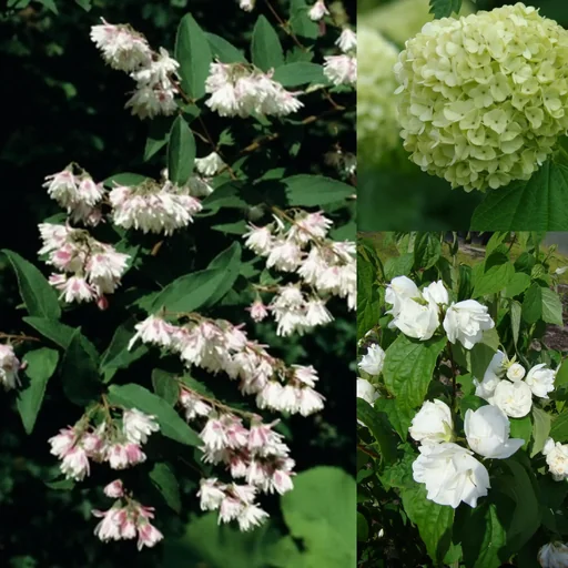 "Blütensträucher, 40-50 cm hoch, 4,6 Liter Topf, 3 Stück im Set, 1 x gefüllter duftender Gartenjasmin "Schneesturm", 1 x gefüllter Sternchenstrauch "Plena", 1 x gefüllter Schneeball "Roseum" image"