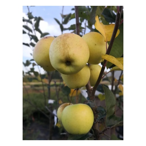 "Apfel "Golden Delicious" Busch, im 10L-Container image"