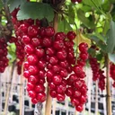 Johannisbeere rot "Rolan" Busch, im 3,5L-Container