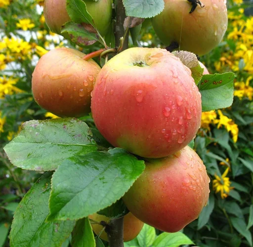"Apfel "Goldparmäne" Spindelbusch, im 5L-Container image"