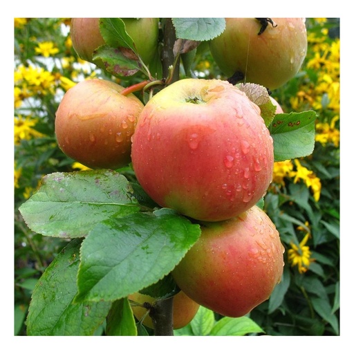 "Apfel "Goldparmäne" Spindelbusch, im 5L-Container image"