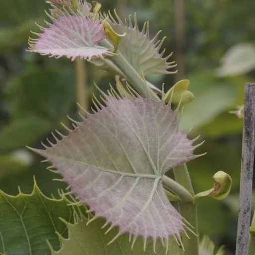 "Henrys Linde Tilia henryana - 7 L Topf 80-100 cm image"