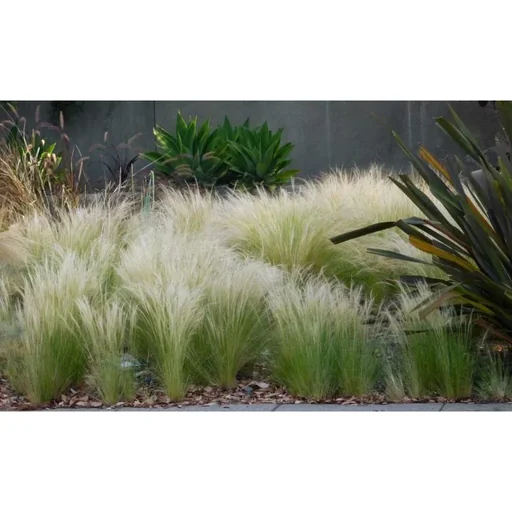 "Flower-up 4er Set Stipa Pferdeschwanz Federgras - 40-50 cm - Wintergrün image"