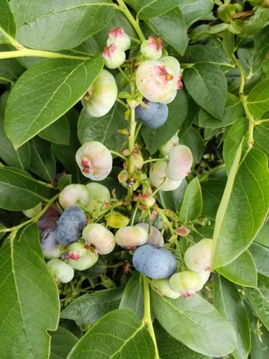 Garten-Heidelbeere 'Chandler'
