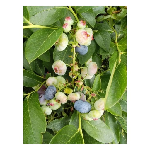 "Garten-Heidelbeere "Chandler", im 3,5L-Container image"
