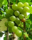 Weinrebe "Glenora", 3,5L-Container