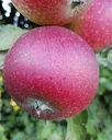 Apfel "Ingrid Marie" Busch im 10L-Container