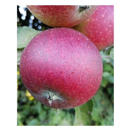 "Apfel "Ingrid Marie" Busch im 10L-Container image"