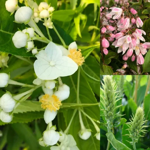 "Insektennährgehölz, 4,6L Topf, 3 Stück im Set, 1 x Schüsselhortensie, 1 x Silberkerzenstrauch "Hummingbird", 1 x Sternchenstrauch "Strawberry Fields" image"