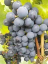 Weinrebe "Regent", 5L-Container