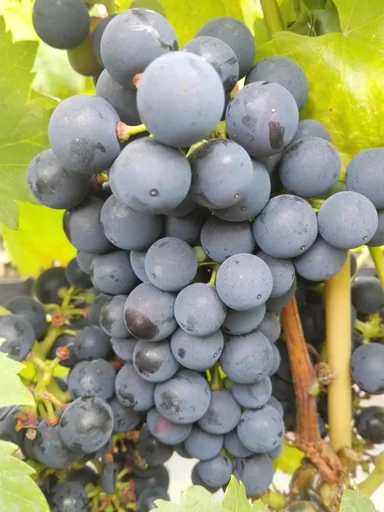 "Weinrebe "Regent", 5L-Container image"