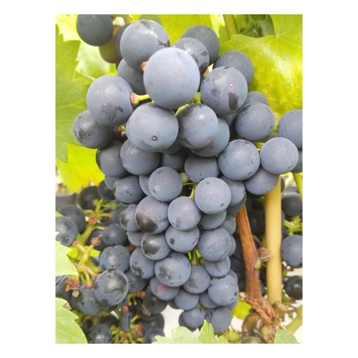 "Weinrebe "Regent", 5L-Container image"