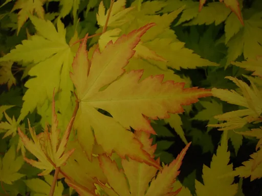 "Fächerahorn gelblaubiger Orange Dream - Acer palmatum - 4 L Topf 40-60 cm image"